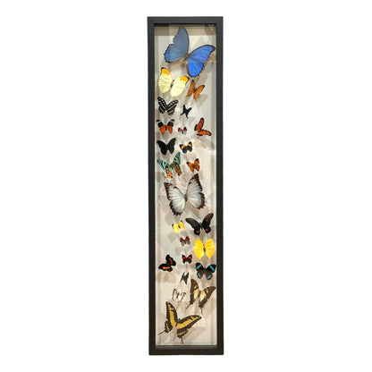 Butterfly Collection (36")