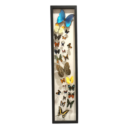 Butterfly Collection (36")