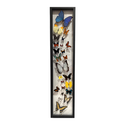 Butterfly Collection (36")