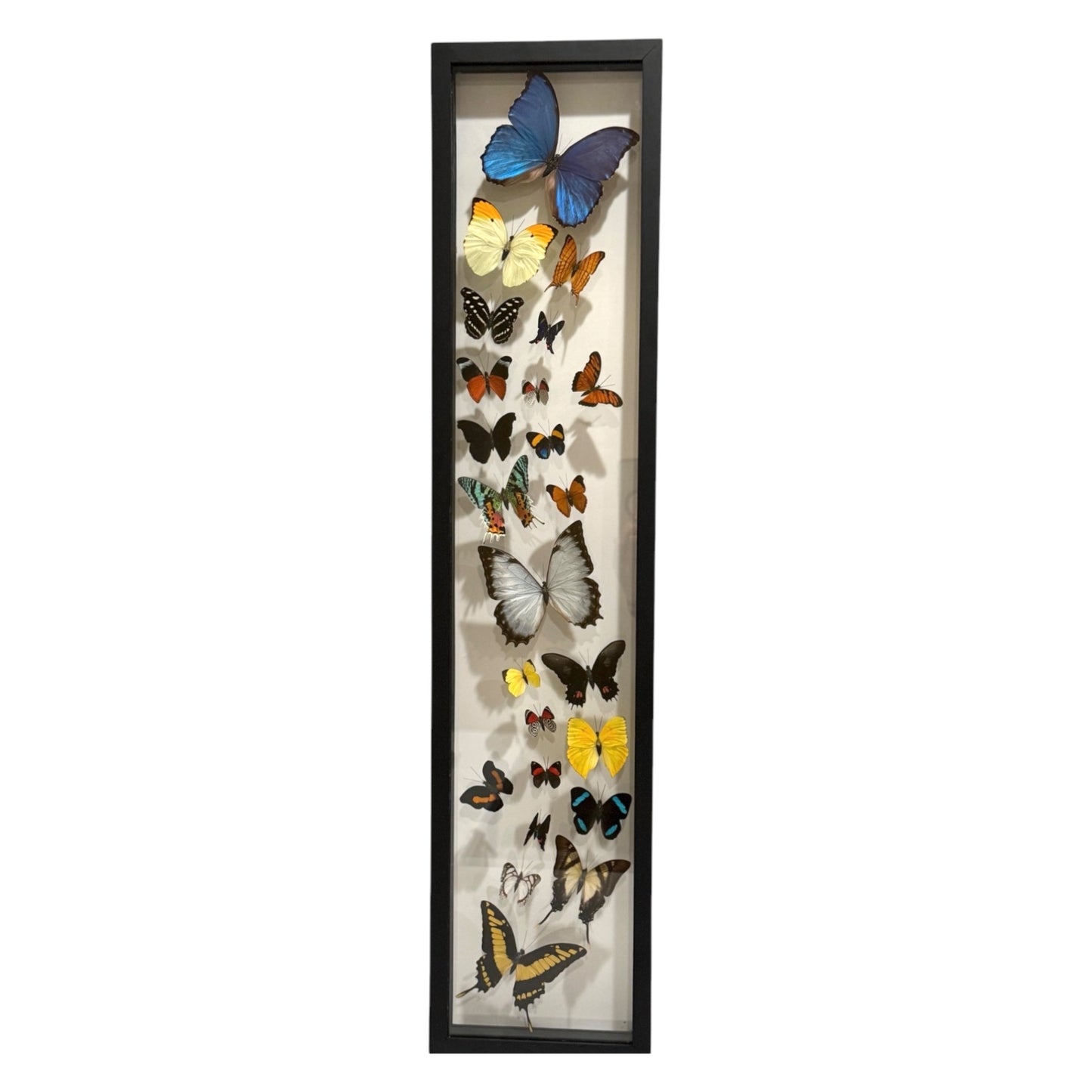 Butterfly Collection (36")