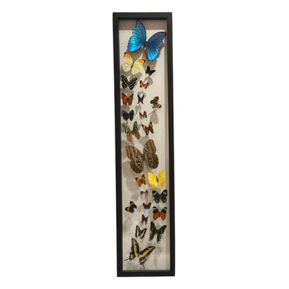 Butterfly Collection (36")