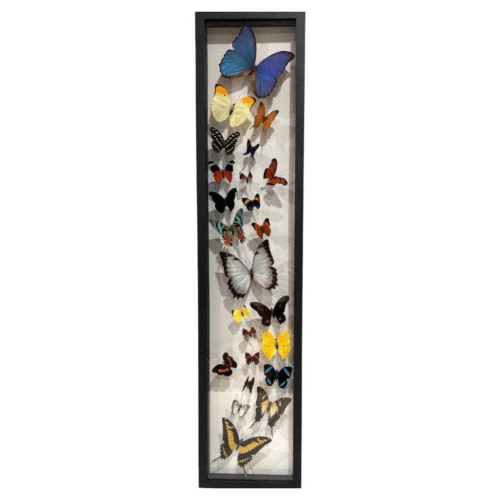 Butterfly Collection (36")