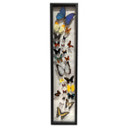 Butterfly Collection (36")