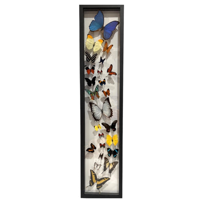 Butterfly Collection (36")