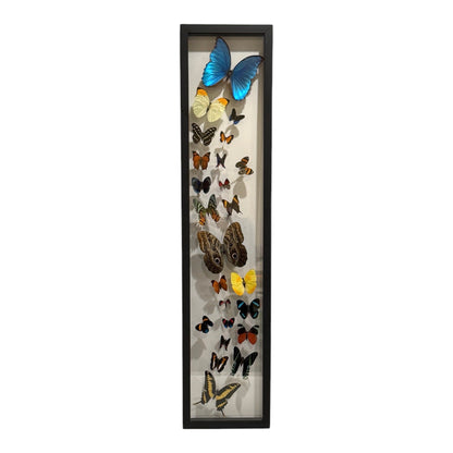 Butterfly Collection (36")