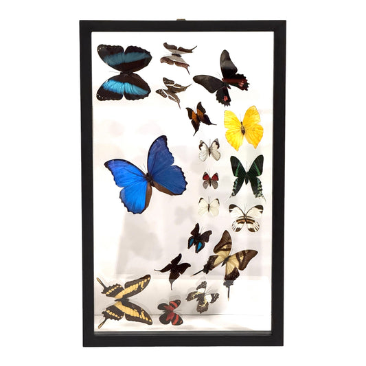 Butterfly Collection