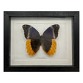 Gold Edged Owl Butterfly