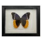 Gold Edged Owl Butterfly