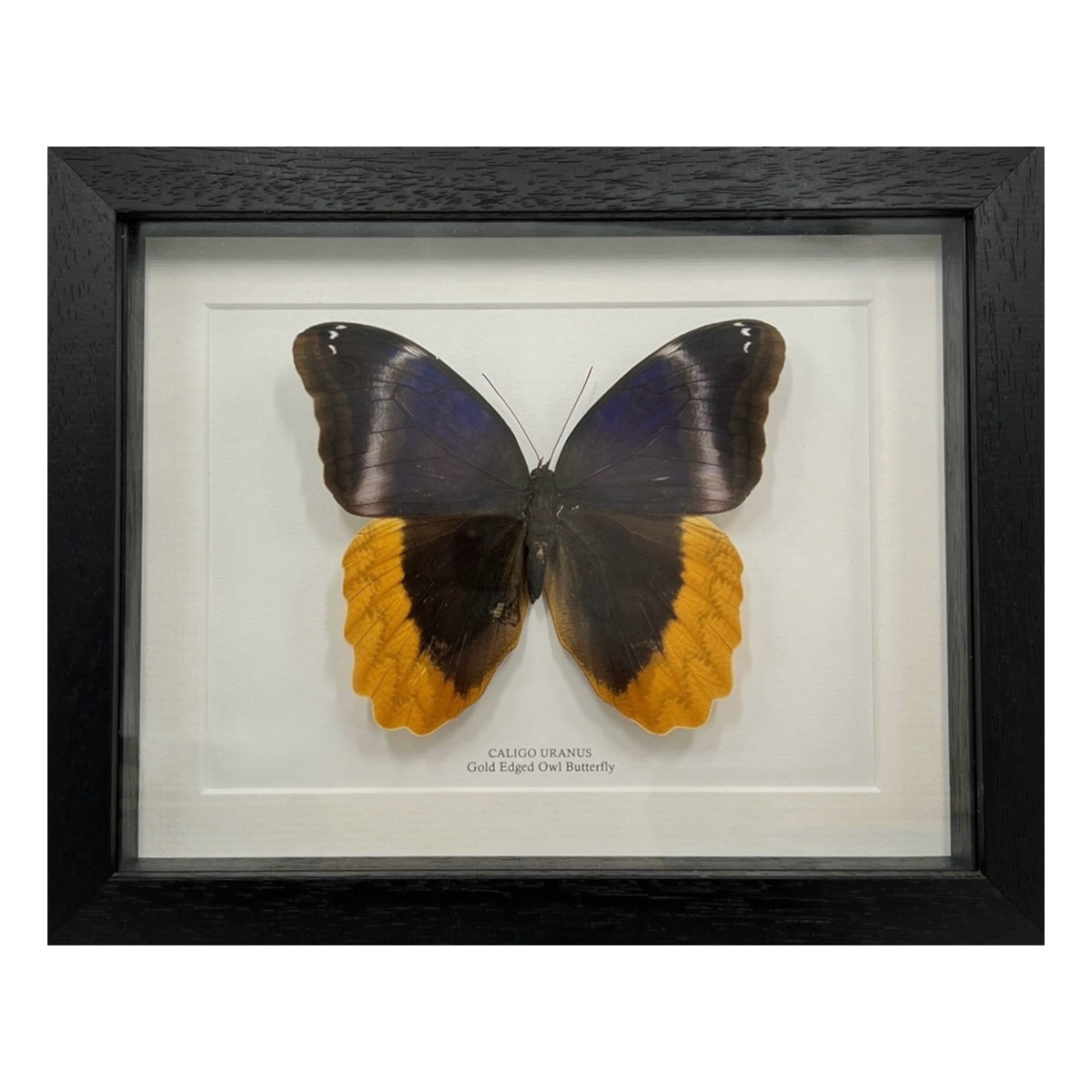 Gold Edged Owl Butterfly