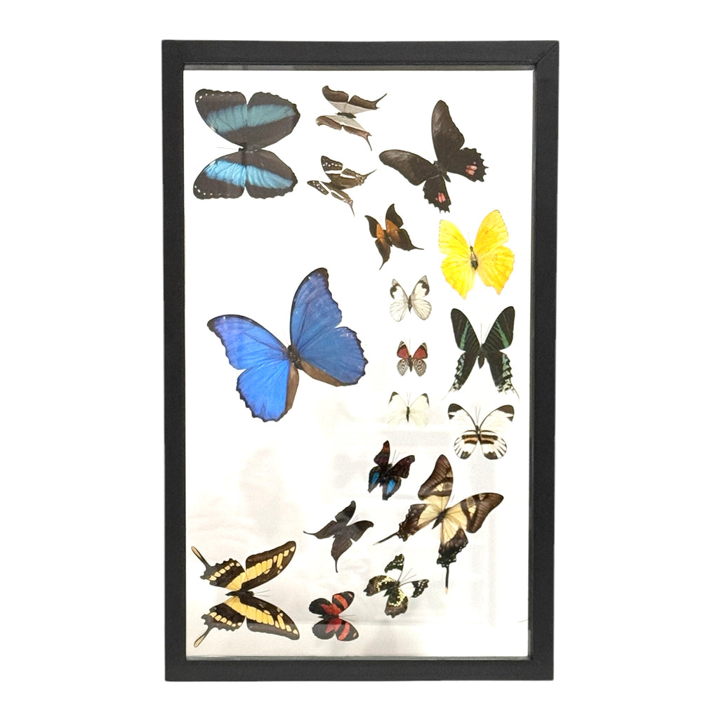 Butterfly Collection