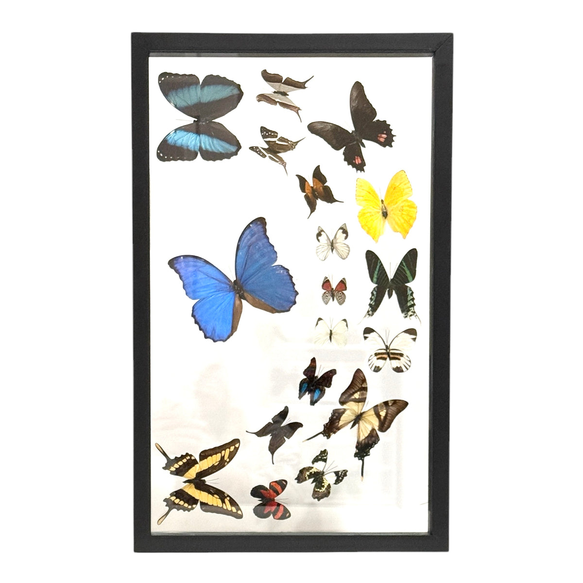 Butterfly Collection
