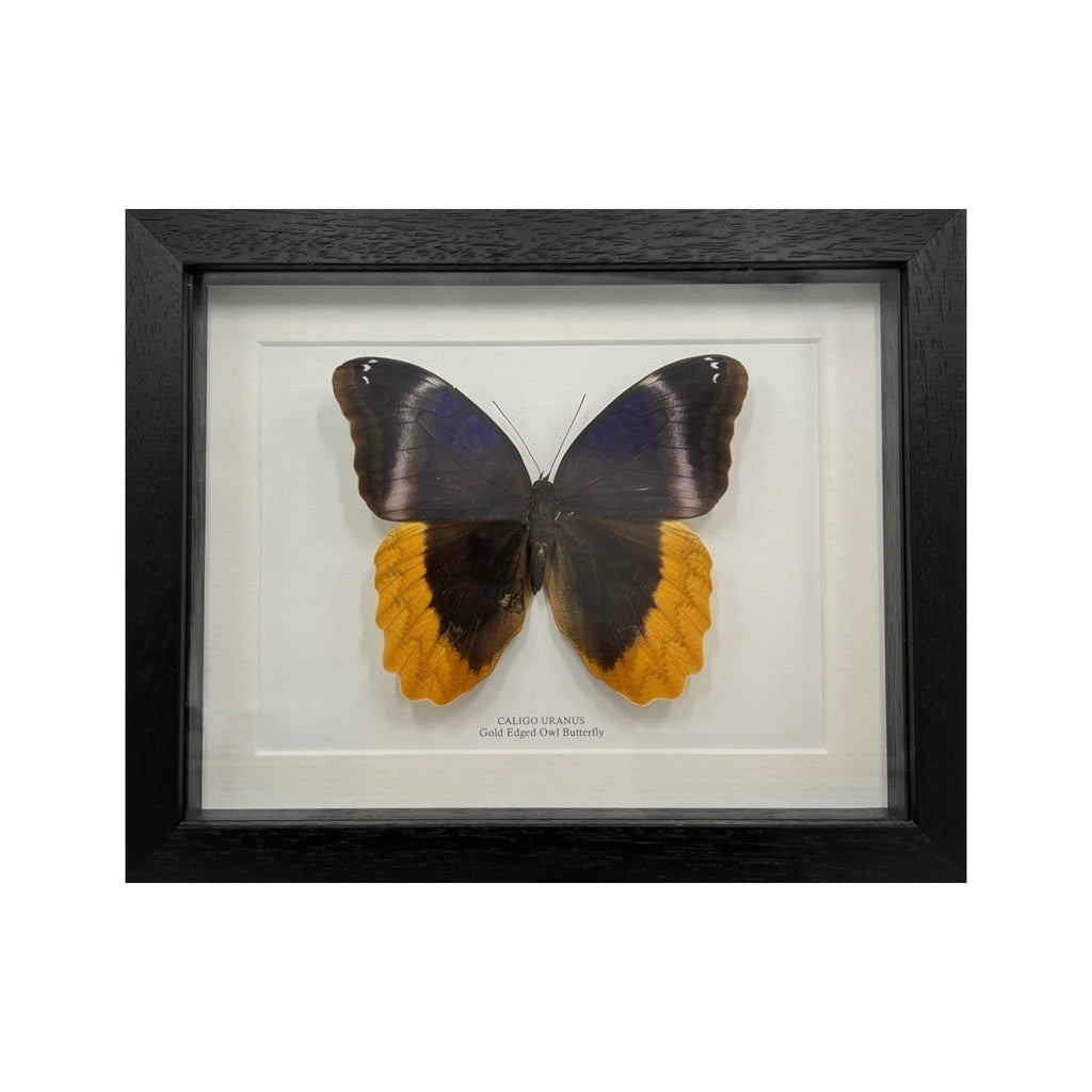 Gold Edged Owl Butterfly