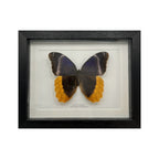 Gold Edged Owl Butterfly