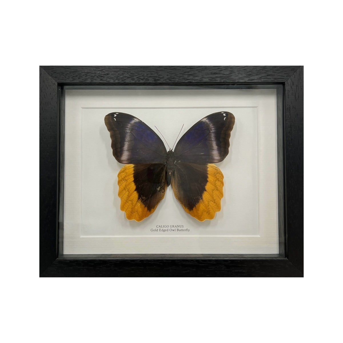 Gold Edged Owl Butterfly