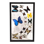 Butterfly Collection