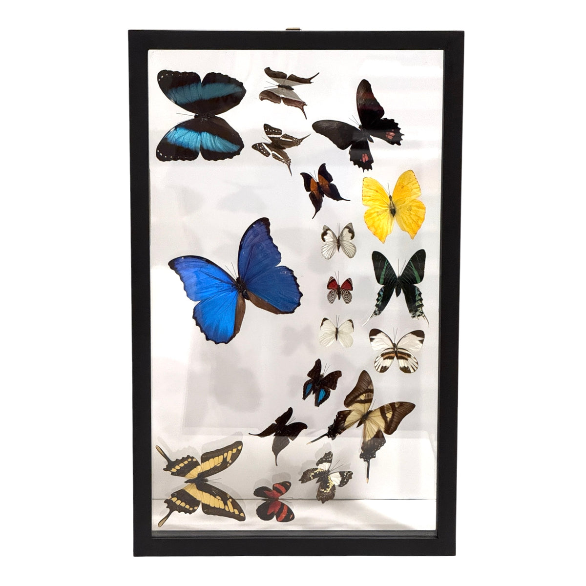 Butterfly Collection