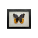 Gold Edged Owl Butterfly