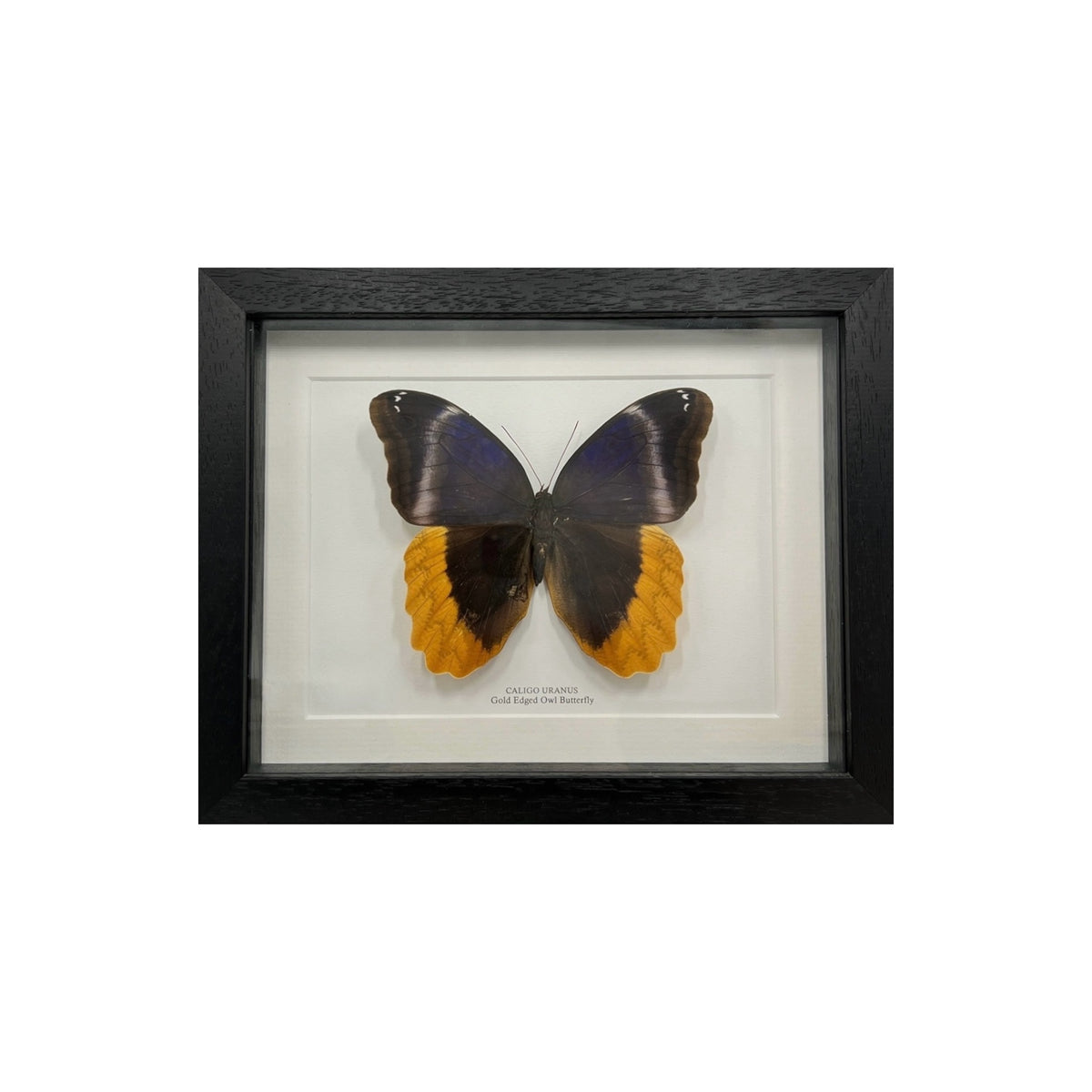 Gold Edged Owl Butterfly