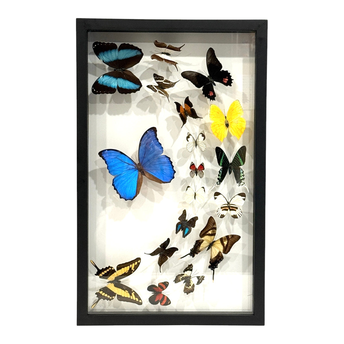 Butterfly Collection