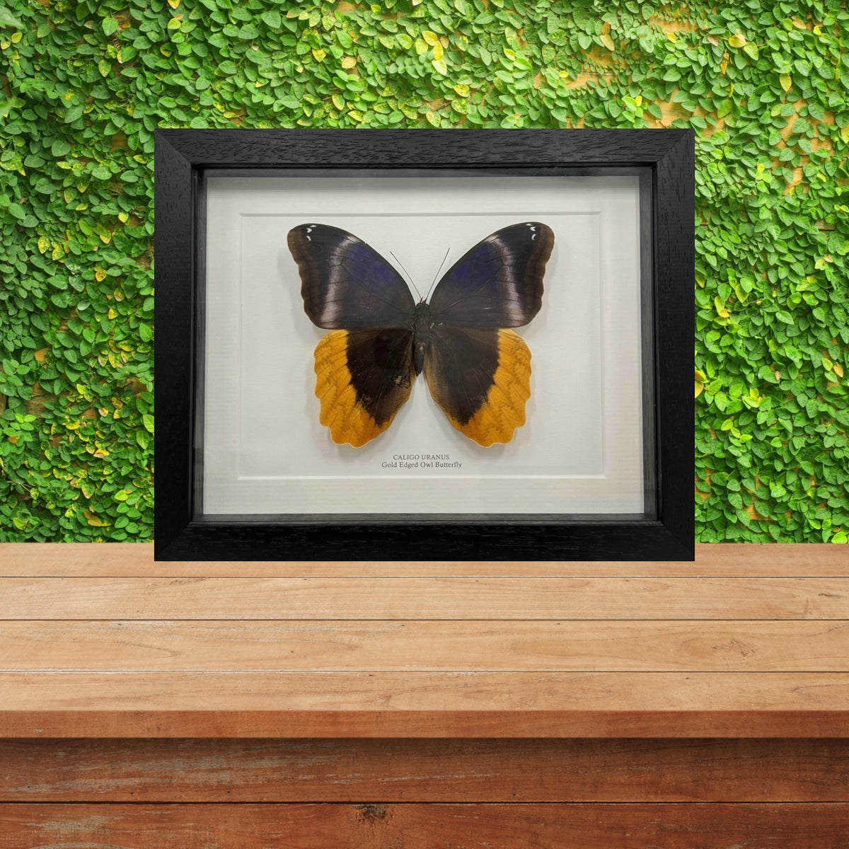 Gold Edged Owl Butterfly