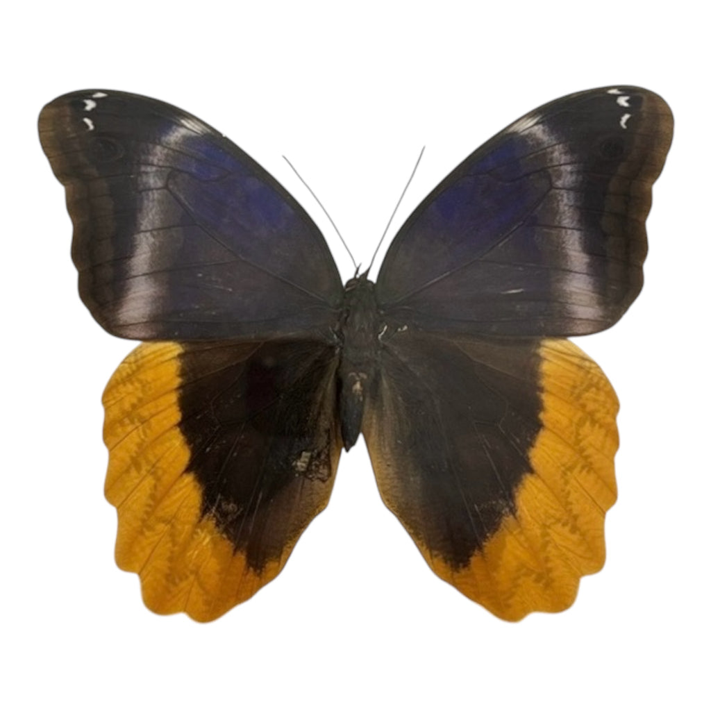 Gold Edged Owl Butterfly