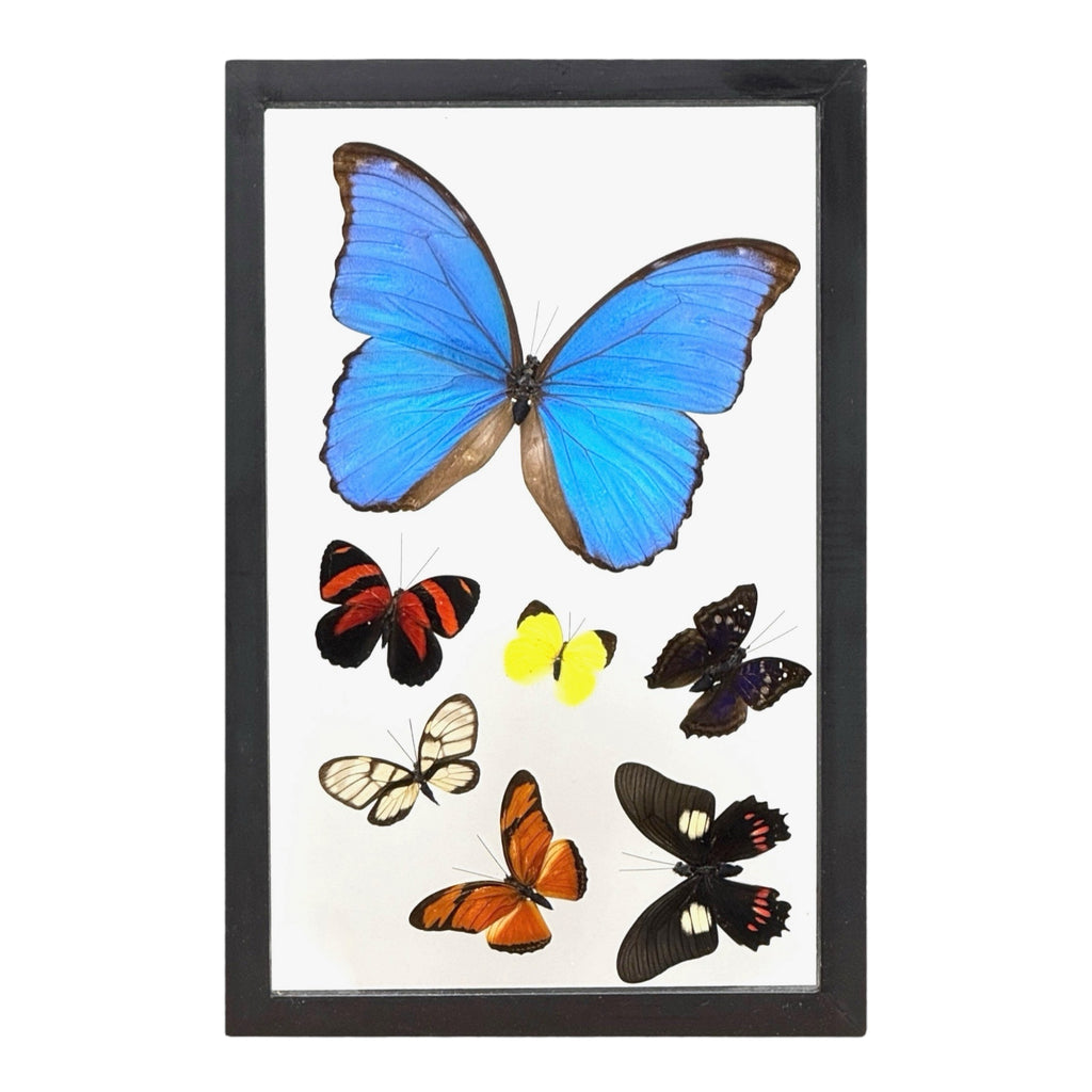 Butterfly Collection (12")