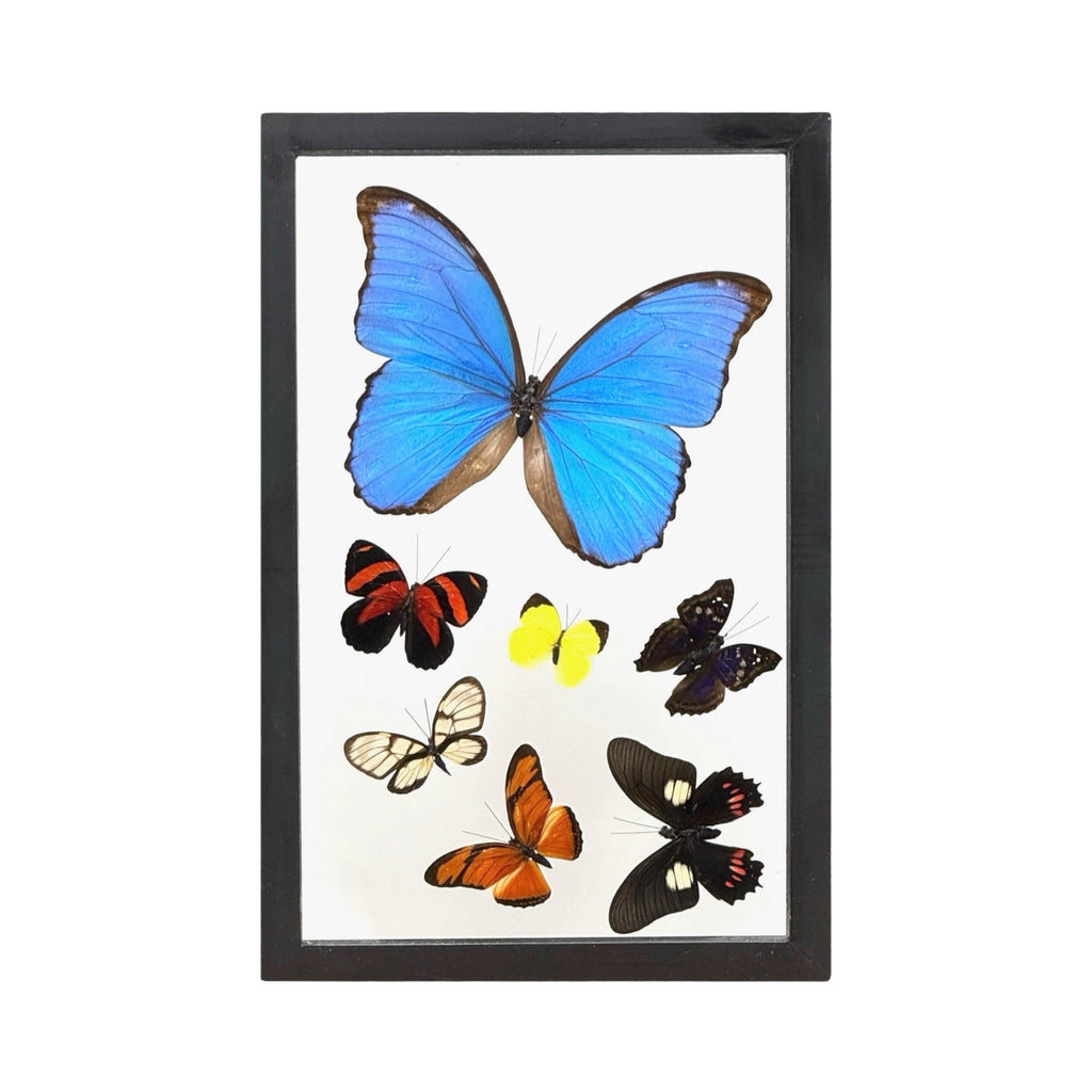 Butterfly Collection (12")