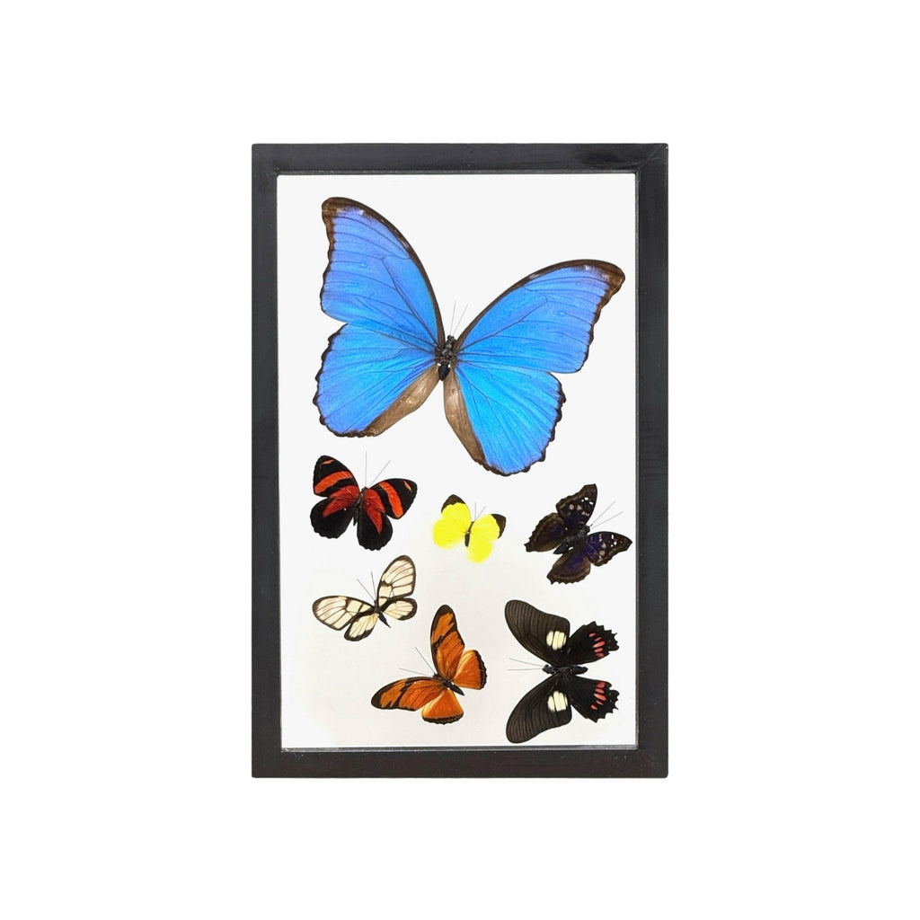 Butterfly Collection (12")