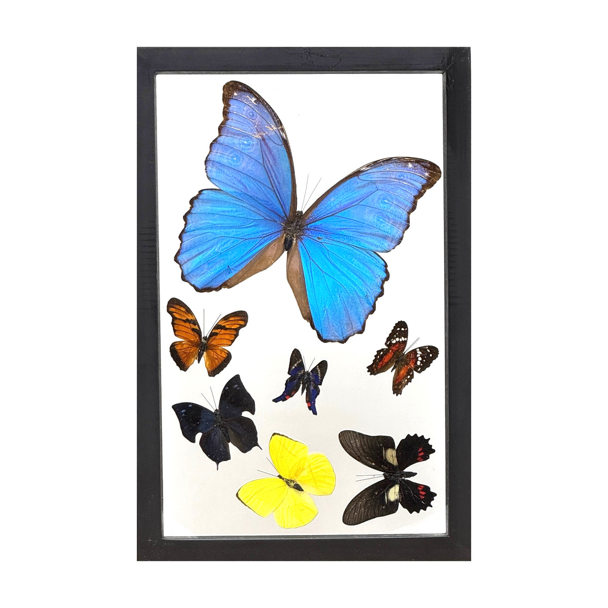 Butterfly Collection (12")