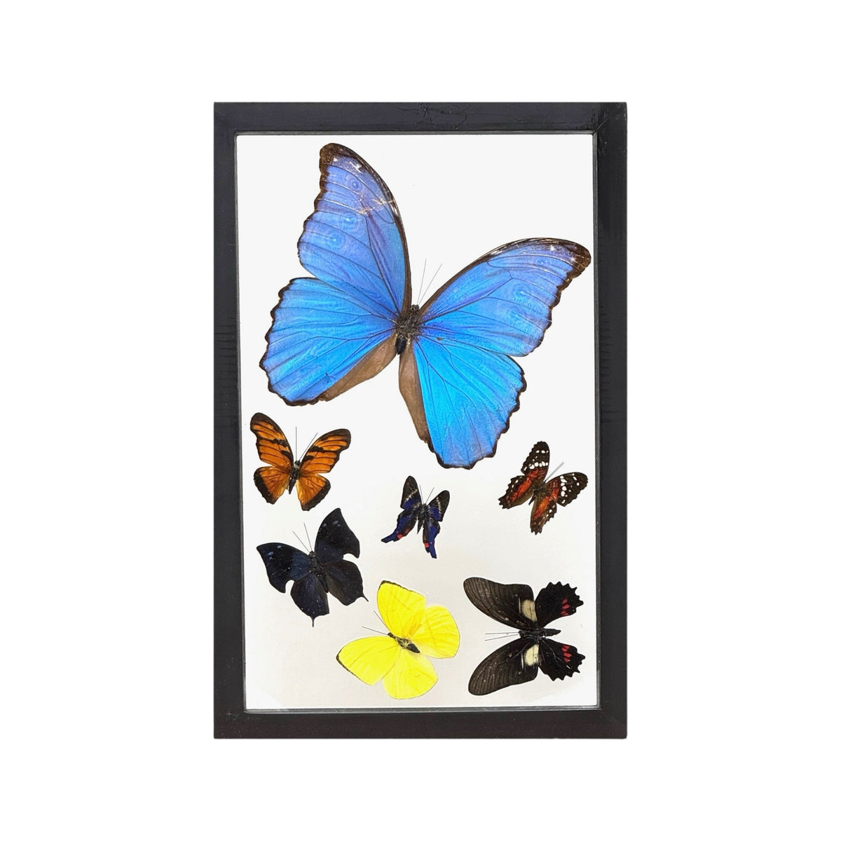 Butterfly Collection (12")
