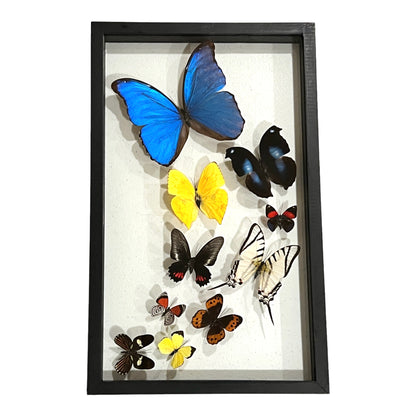 Butterfly Collection