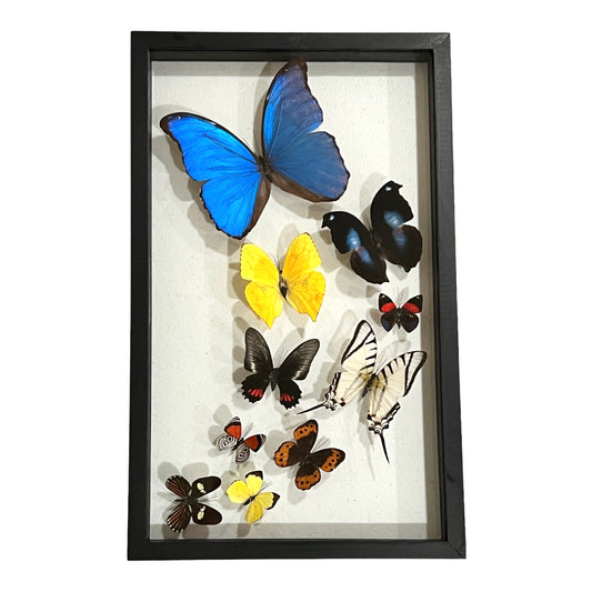 Butterfly Collection