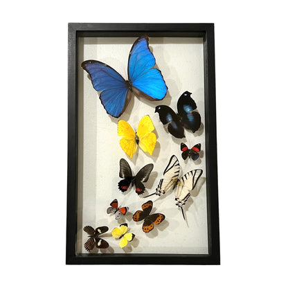 Butterfly Collection