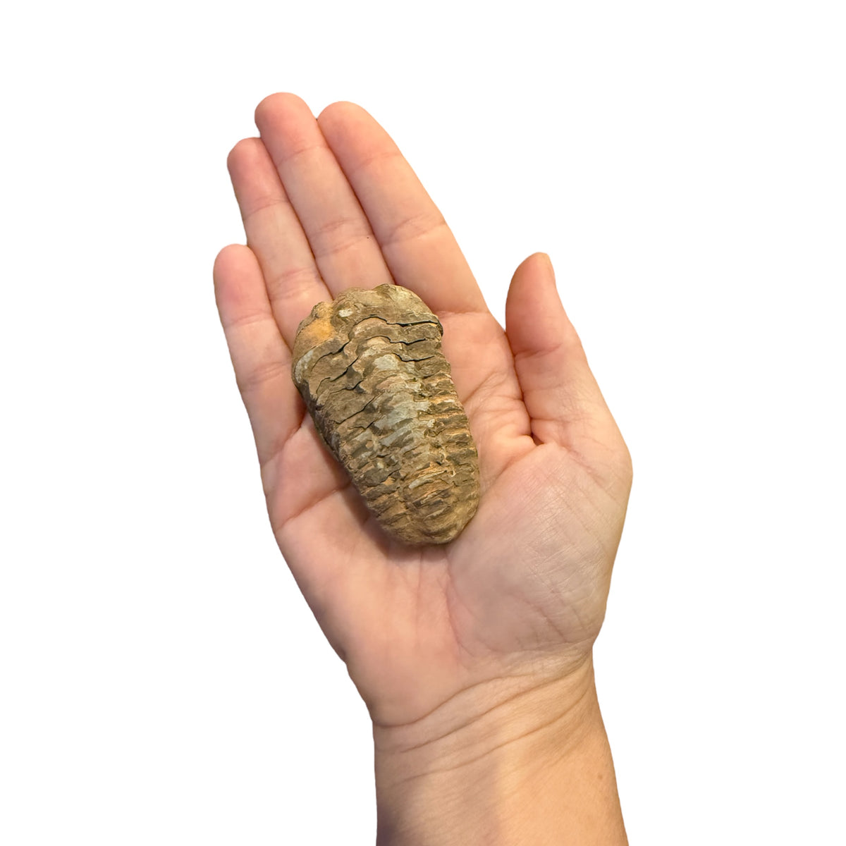 Trilobite Fossil (Calymene)