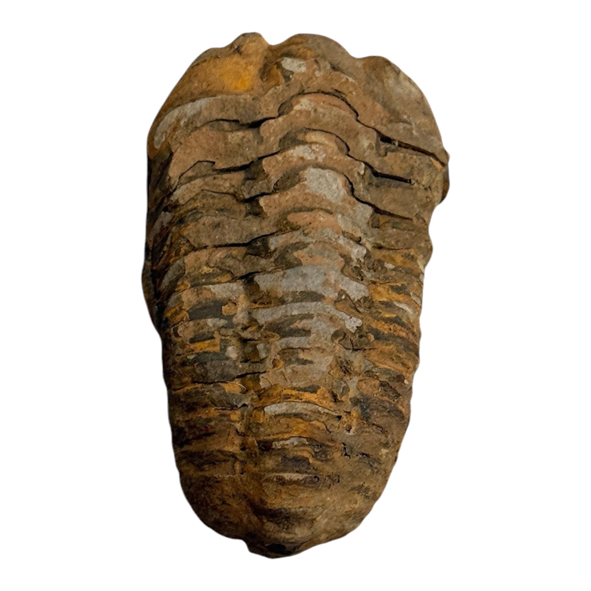 Trilobite Fossil (Calymene)