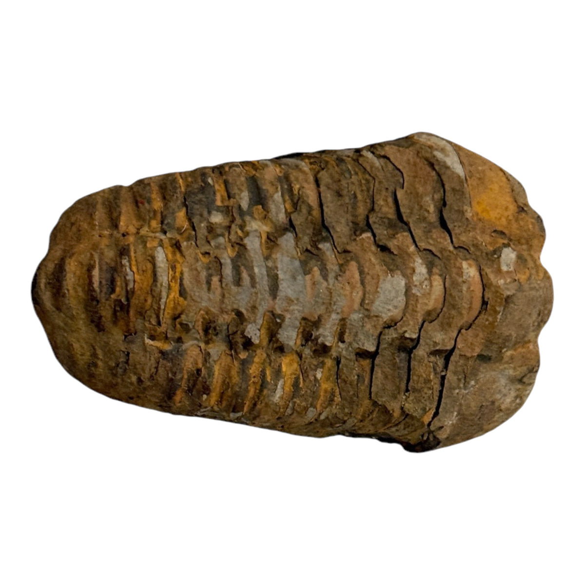 Trilobite Fossil (Calymene)