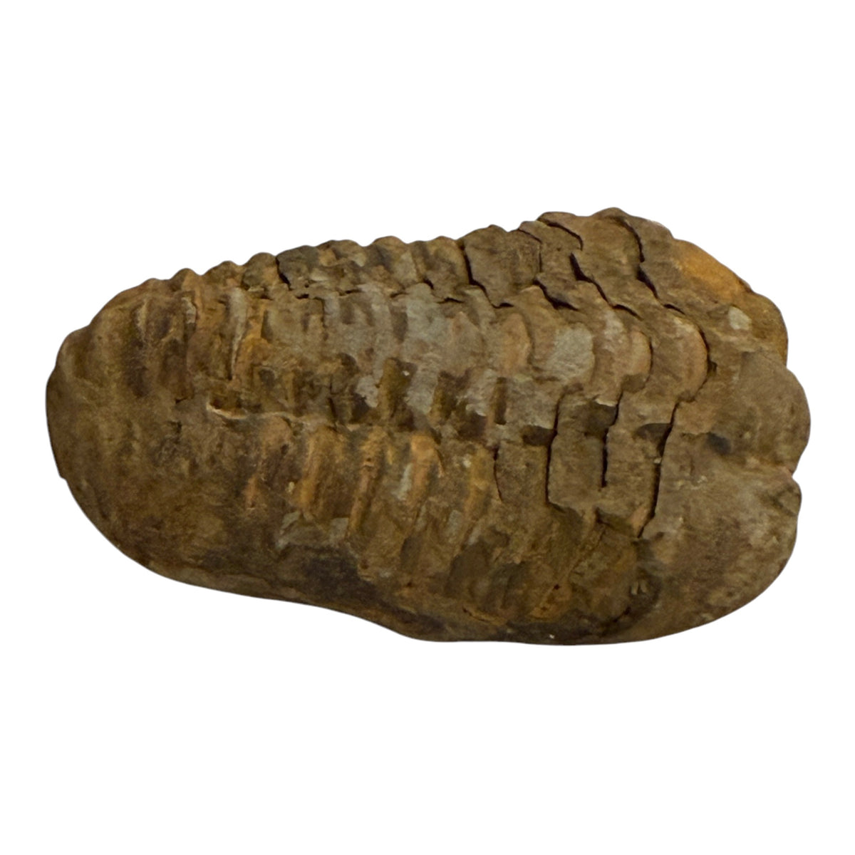 Trilobite Fossil (Calymene)