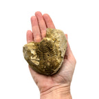 Calymene celebra Trilobite