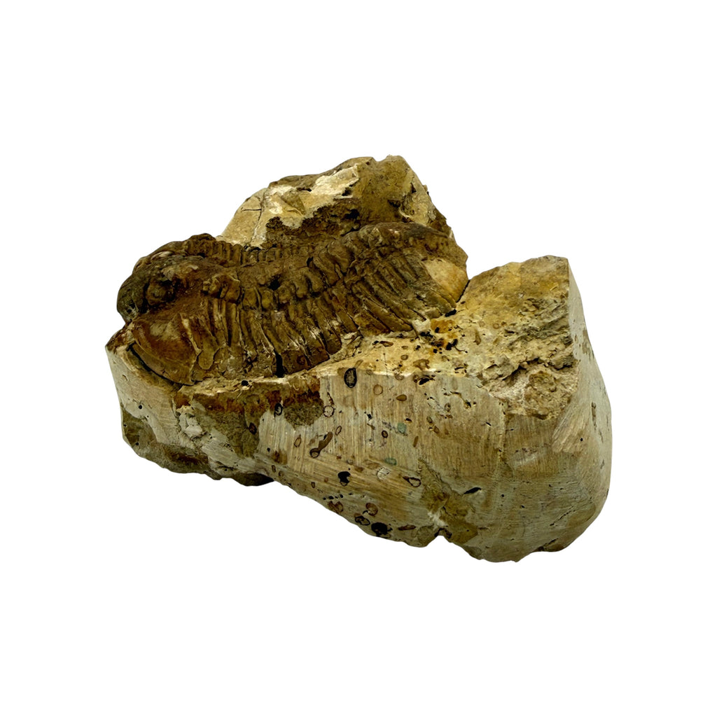 Calymene celebra Trilobite