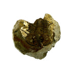 Calymene celebra Trilobite