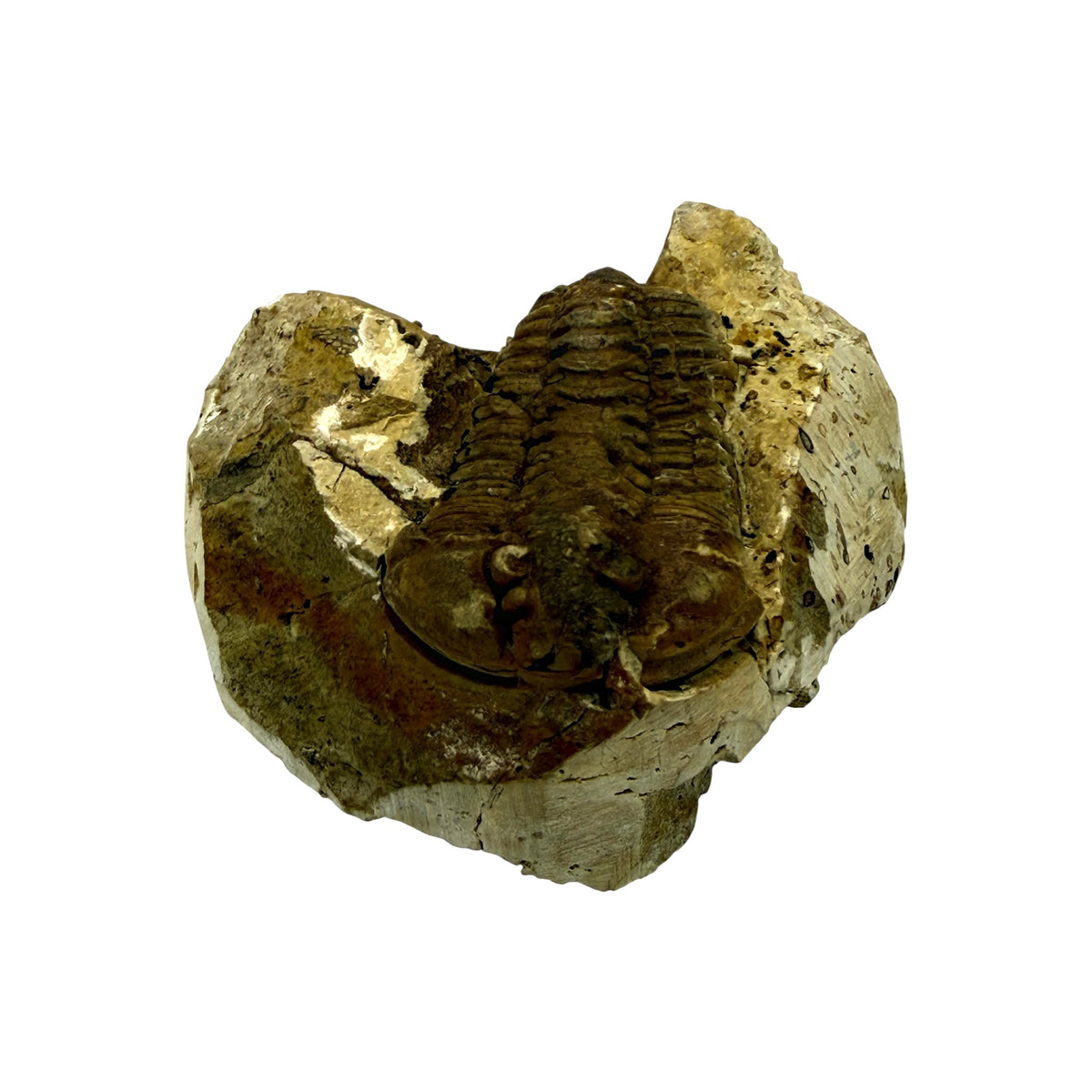 Calymene celebra Trilobite