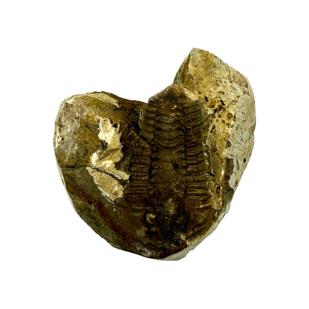Calymene celebra Trilobite