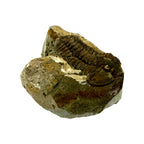 Calymene celebra Trilobite