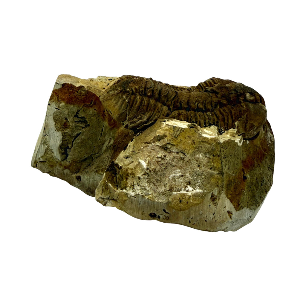 Calymene celebra Trilobite