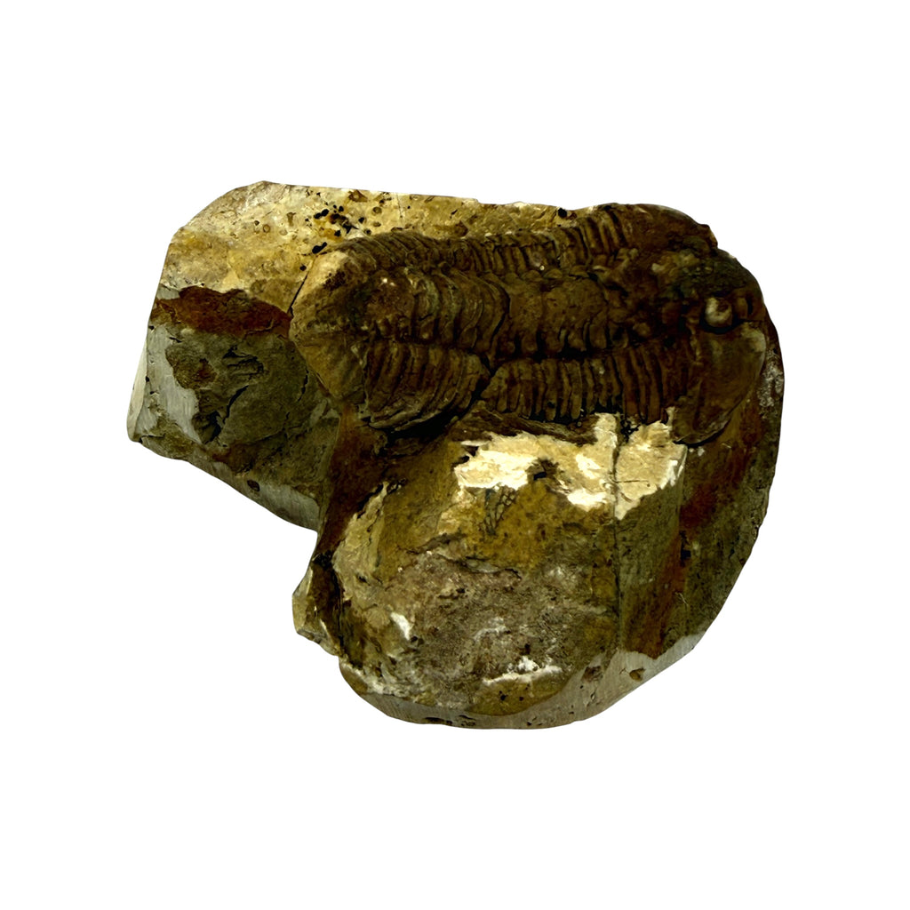 Calymene celebra Trilobite