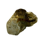 Calymene celebra Trilobite