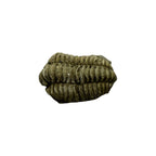 Calymene niagarensis Trilobite Fossil