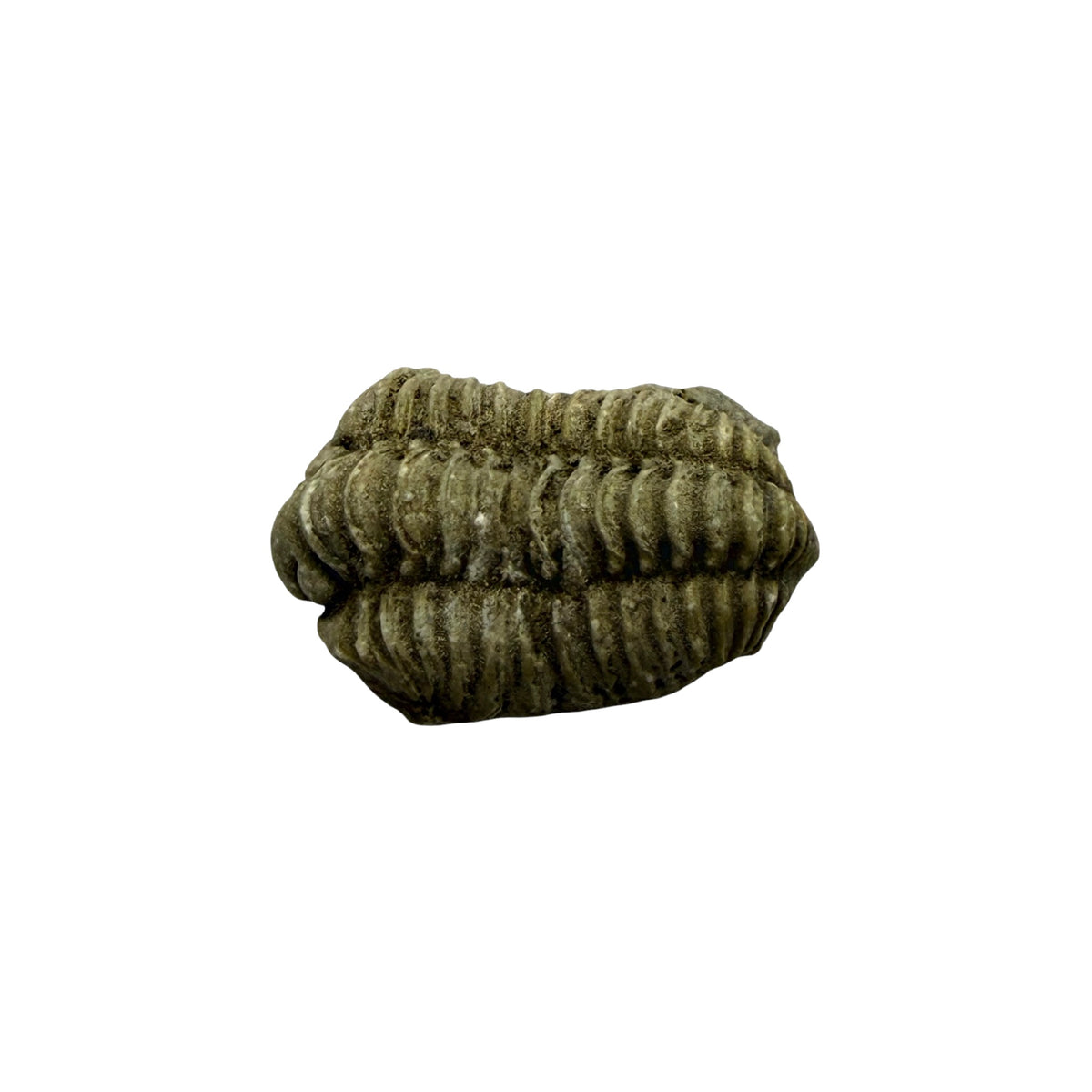Calymene niagarensis Trilobite Fossil