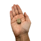 Calymene niagarensis Trilobite Fossil