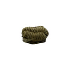 Calymene niagarensis Trilobite Fossil